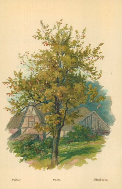 Poire - William Henry James Boot
