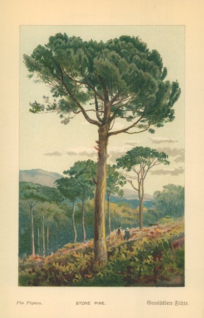 Pin parasol - William Henry James Boot