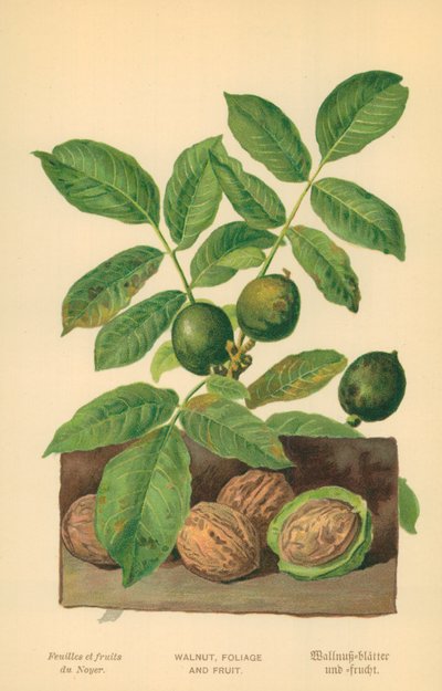 Noyer, feuillage et fruit - William Henry James Boot