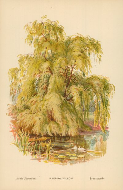 Saule pleureur - William Henry James Boot