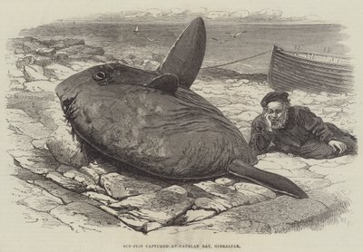 Poisson-lune capturé à Catalan Bay, Gibraltar - William Henry Pike