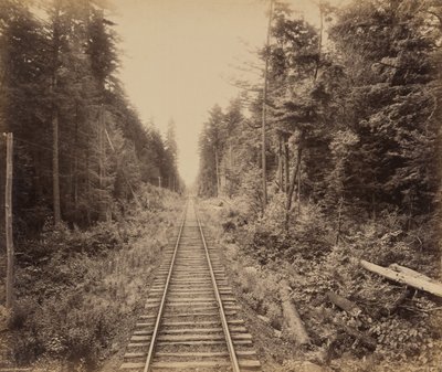 Forêt de la Ciguë, c. 1895 (photo) - William Herman Rau