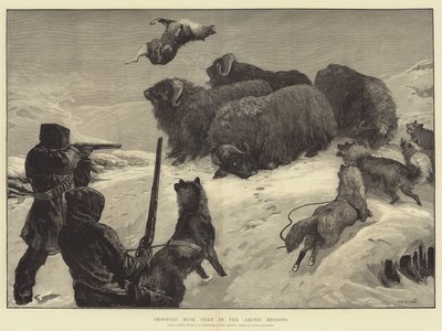 Chasse aux bœufs musqués dans les régions arctiques - William Heysham Overend