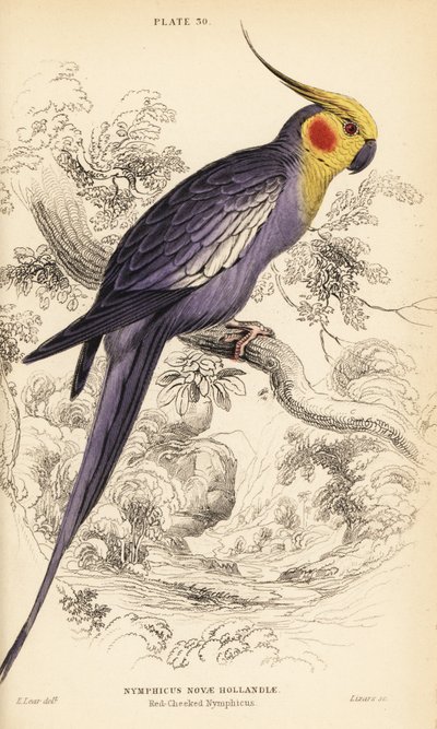 Calopsitte élégante, Nymphicus hollandicus - William Home Lizars