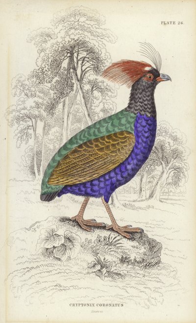 Cryptonix Coronatus - William Home Lizars