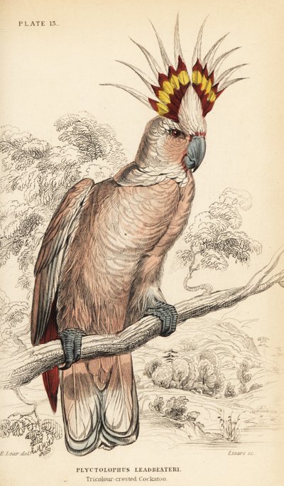 Cacatoès de Major Mitchell, Lophochroa leadbeateri - William Home Lizars