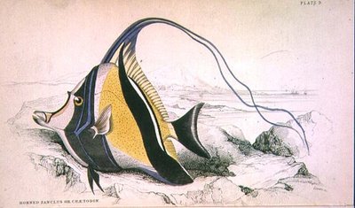 Planche 9 Zanchus cornu ou Chaetodon gravé par l