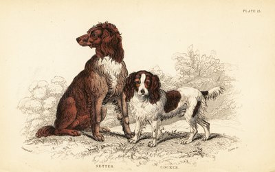 Setter et cocker spaniel, Canis lupus familiaris - William Home Lizars