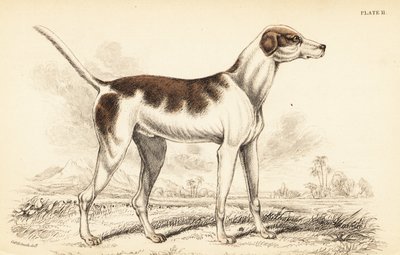 Le chien oriental, Canis lupus familiaris - William Home Lizars