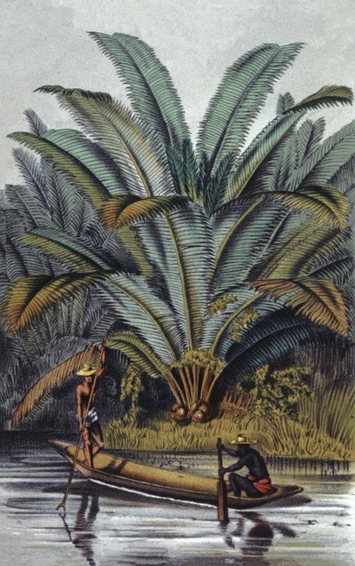 Palmier - William Hooker