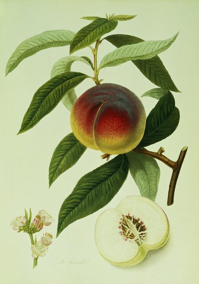 La pêche de Galande - William Hooker