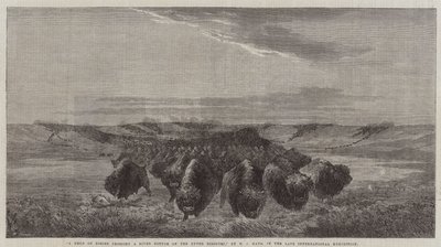 Un troupeau de bisons traversant une rivière sur le haut Missouri, à la dernière exposition internationale - William Jacob, Sr. Hays