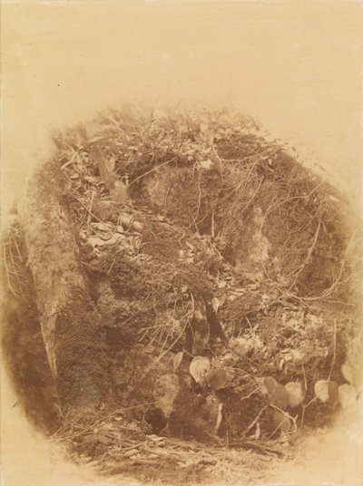 Sans titre, tiré du portfolio The Forest : Bois des Adirondacks - William James Stillman