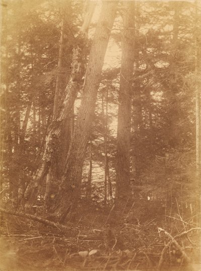 Sans titre, tiré du portfolio The Forest : Bois des Adirondacks - William James Stillman