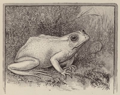 Une grenouille albinos (gravure) - William James Webbe