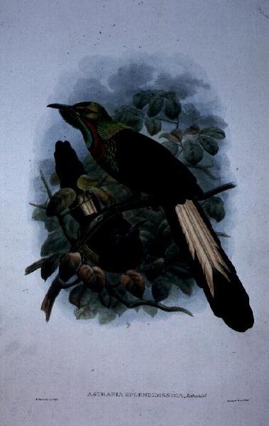 Astrapia Splendidissima (lithographie en couleur) - William Matthew Hart