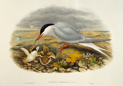 Sterne pierregarin (Sterna hirundo), lithographie de Birds of Great Britain - William Matthew Hart