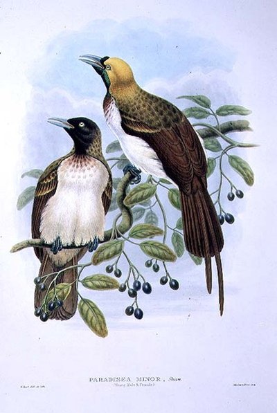 Paradisaea Quilielmi - Petit oiseau de paradis - William Matthew Hart