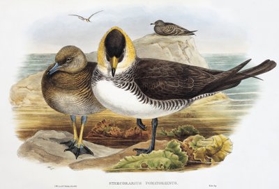 Labbe pomarin (Stercorarius pomarinus), lithographie de "Les Oiseaux de Grande-Bretagne" - William Matthew Hart