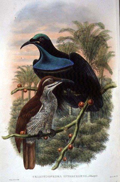 Ptiloris Magnificus, Oiseau de Paradis Fusil (lithographie en couleur) - William Matthew Hart