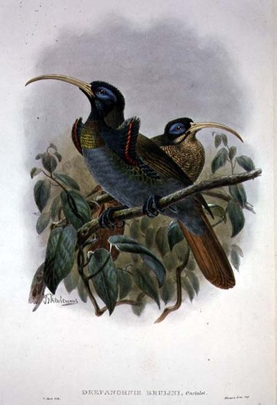 Oiseau de paradis à bec en faucille blanc - William Matthew Hart