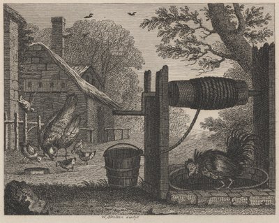 La vieille poule et le coq - William Skelton