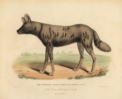 Chien de chasse africain, Lycaon pictus - William Smellie