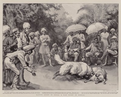 Sport indigène en Inde, un combat de béliers au Bengale - William T. Maud