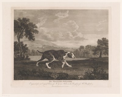 Pointer espagnol dans un paysage - William Woollett