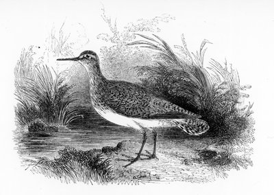 Le Chevalier guignette, illustration de 
