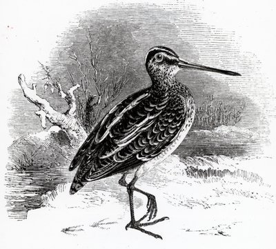 La Bécassine, illustration de 
