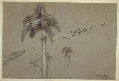 Dessin, Royal Palm, Cuba, 1885 - Winslow Homer