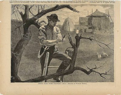 Travaux agricoles de printemps - greffage - Winslow Homer