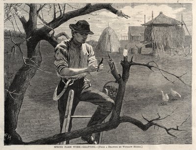 Travail agricole de printemps - Greffage - Winslow Homer