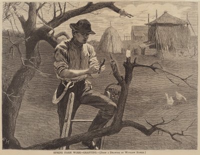 Travail agricole de printemps - Greffage, publié en 1870 - Winslow Homer