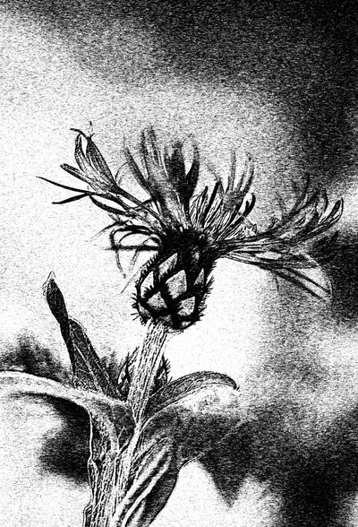 Délicate esquisse de fleur - Ylva Sjögren