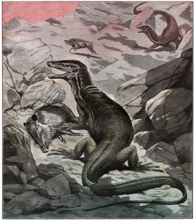 Varan d