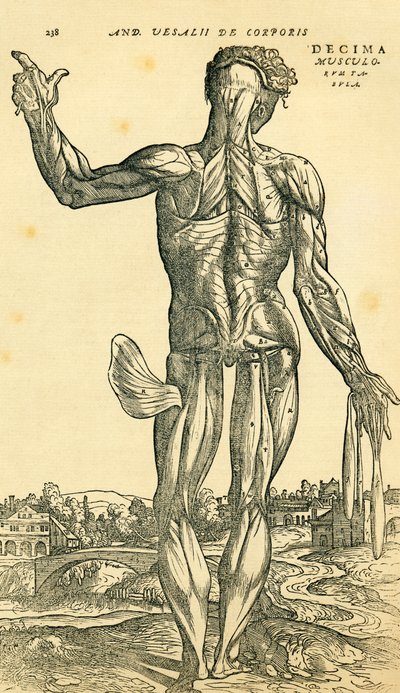Dos du corps humain masculin, une étude anatomique publiée à l