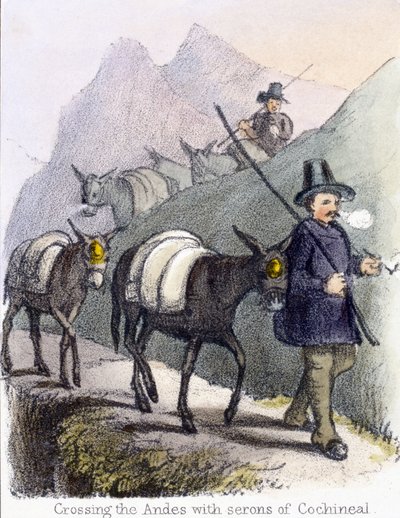 Traversée des Andes avec des serons de cochenille - Frederick (attr. to) Barnard