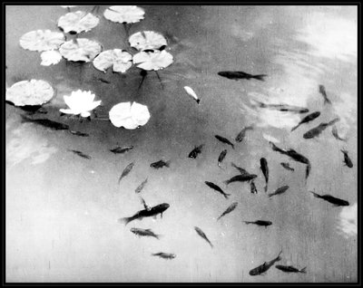 Poissons et nénuphars, Palais de l