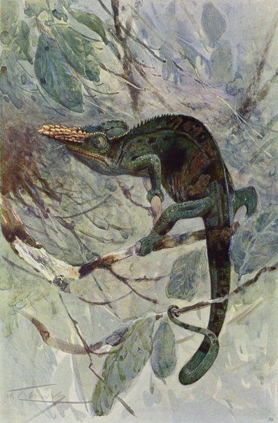 Caméléon africain - after Wilhelm Kuhnert