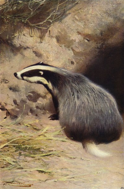 Blaireau - after Wilhelm Kuhnert