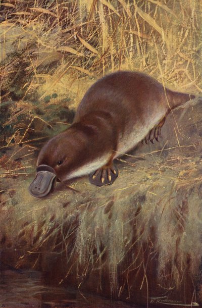 Ornithorynque - after Wilhelm Kuhnert
