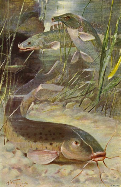 Poisson-chat électrique, Bichir, Poisson-coffre - after Wilhelm Kuhnert
