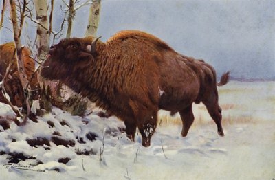 Bison d