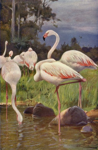 Flamant rose - after Wilhelm Kuhnert