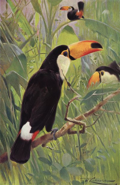 Toucan géant - after Wilhelm Kuhnert
