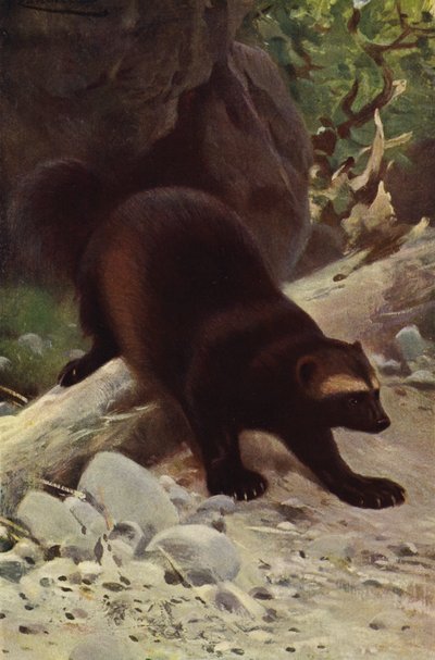Glouton ou carcajou - after Wilhelm Kuhnert
