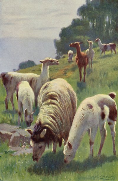Lama - after Wilhelm Kuhnert