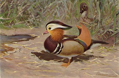 Canard mandarin - after Wilhelm Kuhnert